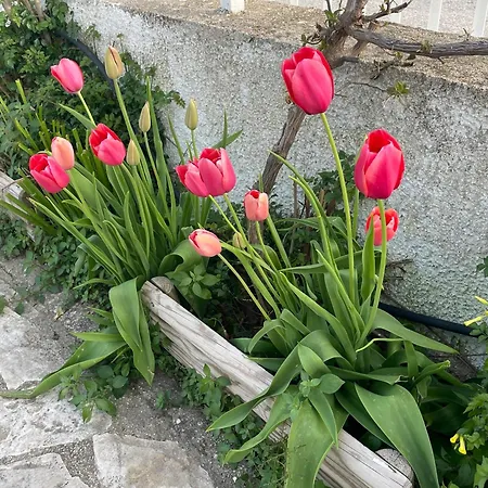Orchidea Marina Di Macchia A Mattinata Gargano Διαμέρισμα *