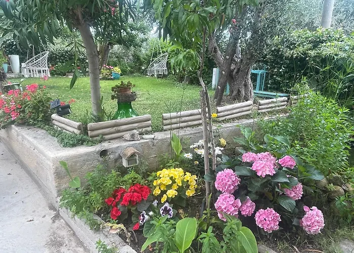 Orchidea Marina Di Macchia A Mattinata Gargano * Monte SantʼAngelo