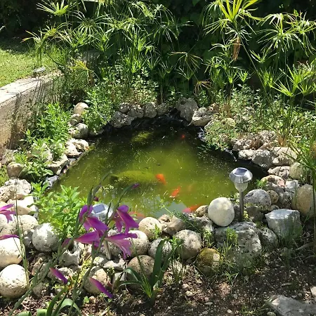 Orchidea Marina Di Macchia A Mattinata Gargano Monte SantʼAngelo