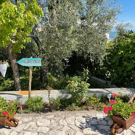 Orchidea Marina Di Macchia A Mattinata Gargano Monte SantʼAngelo