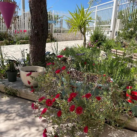 Orchidea Marina Di Macchia A Mattinata Gargano